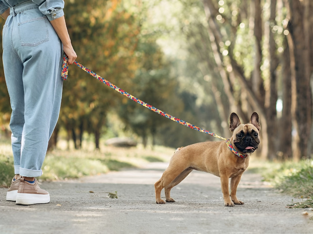 Essential Pet Leashes For Safe Walks